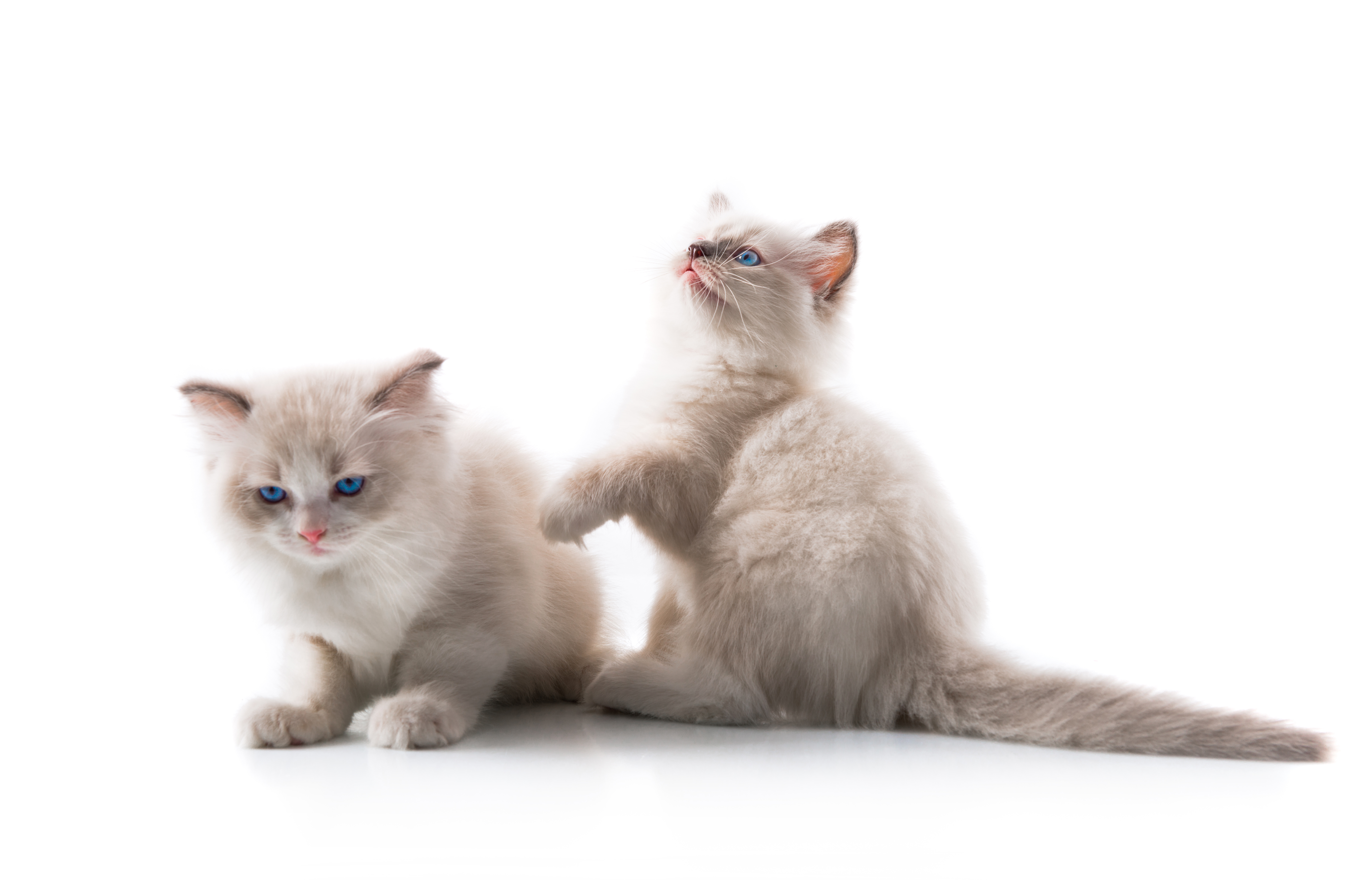 Gatinhos
