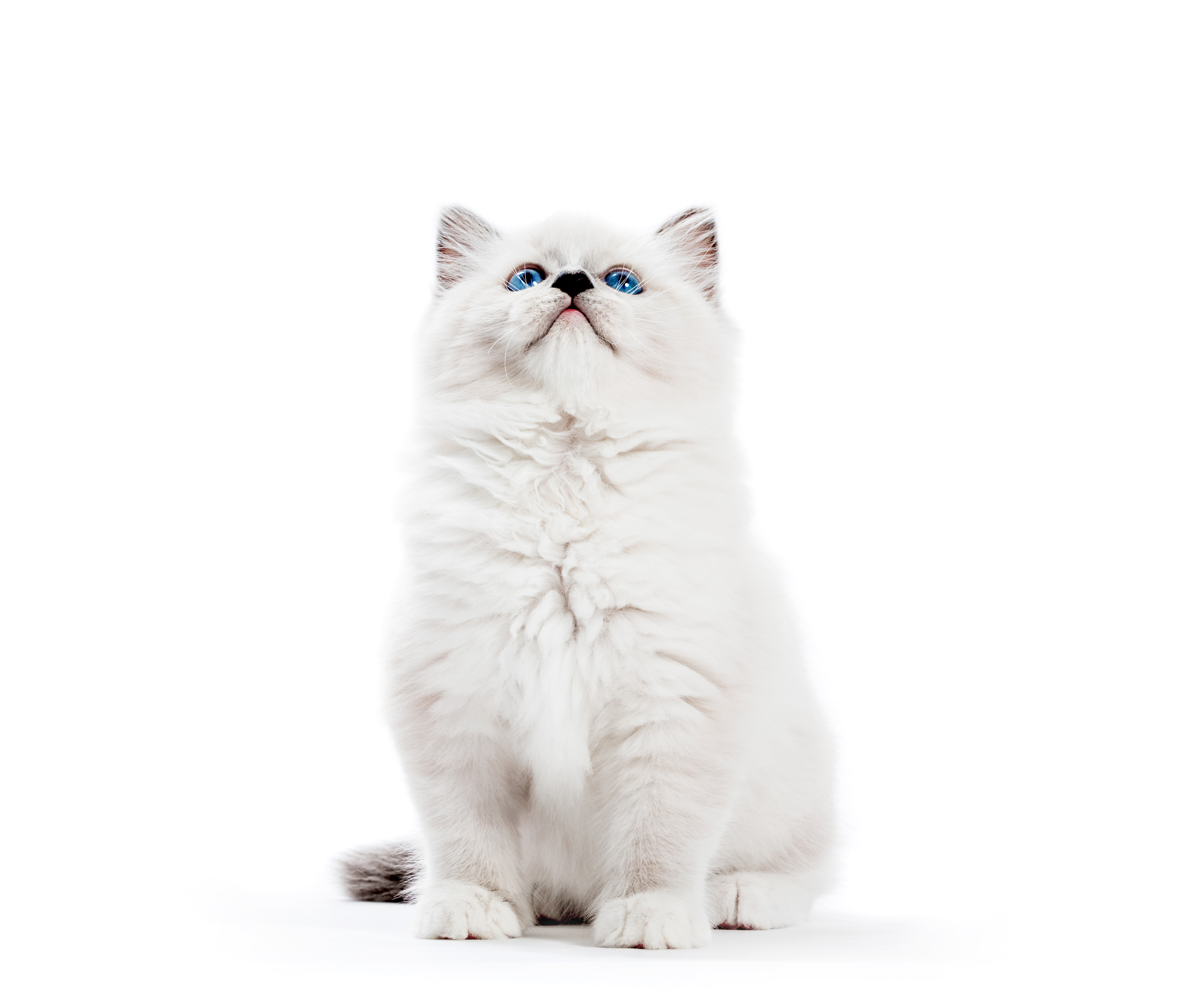 about_cats